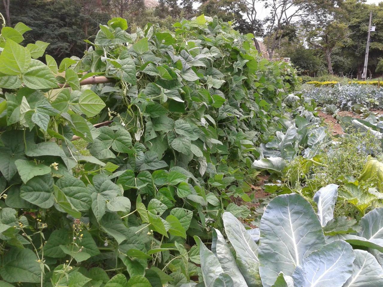 Hotel Fazenda Serraverde Pouso Alto Eksteriør bilde